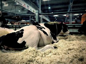 Αγροτικές Ειδήσεις: Η ευρωπαϊκή γαλακτοπαραγωγή μέσα από την Fiera internazionale del Bovino da latte