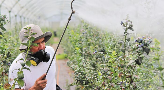 ypaat-pano-apo-97-symmorfosi-stous-elegchous-ypoleimmaton-fytoprostateftikon-to-2025-272375