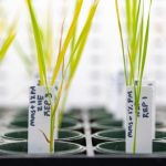 Σοβαρές επιφυλάξεις από ΠΟΓΕΔΥ για τον κανονισμό για τις Νέες Γονιδιωματικές Τεχνικές