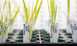 Σοβαρές επιφυλάξεις από ΠΟΓΕΔΥ για τον κανονισμό για τις Νέες Γονιδιωματικές Τεχνικές