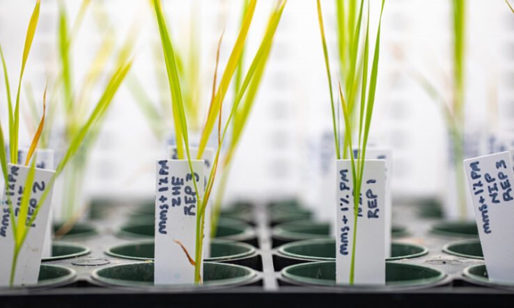 Σοβαρές επιφυλάξεις από ΠΟΓΕΔΥ για τον κανονισμό για τις Νέες Γονιδιωματικές Τεχνικές