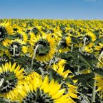 Μειώνονται κατά 19% οι εισαγωγές φυτικών ελαίων στην ΕΕ τη φετινή σεζόν