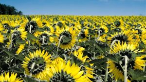 Μειώνονται κατά 19% οι εισαγωγές φυτικών ελαίων στην ΕΕ τη φετινή σεζόν