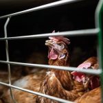 EFSA: Η γρίπη των πτηνών υψηλής παθογονικότητας αναμένεται να επιμείνει στην Ευρώπη έως το τέλος του χειμώνα