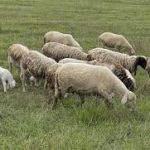 Οδηγίες για μετακινήσεις προβάτων ενόψει εορταστικής περιόδου