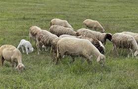 Οδηγίες για μετακινήσεις προβάτων ενόψει εορταστικής περιόδου