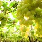 Τρύγος 2025 στο Κιλκίς: «Άλμα» 40% στην παραγωγή σταφυλιών