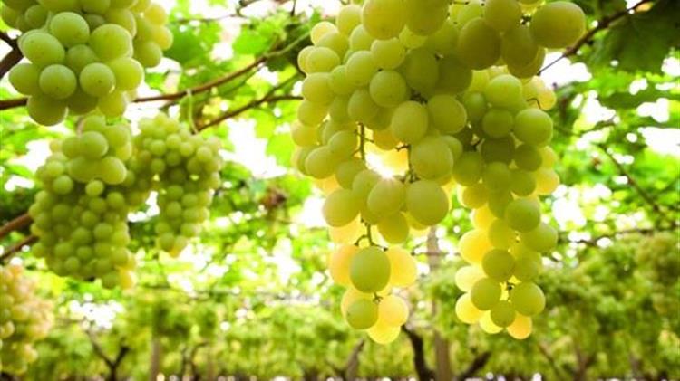 Τρύγος 2025 στο Κιλκίς: «Άλμα» 40% στην παραγωγή σταφυλιών