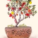 Πριν το έλατο υπήρχε η ελιά