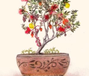 Πριν το έλατο υπήρχε η ελιά