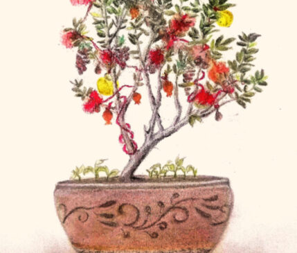 Πριν το έλατο υπήρχε η ελιά