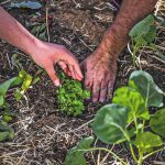 ReSoil: Χρηματοδότηση 4 εκατ. ευρώ για την κλιμάκωση της Aναγεννητικής Γεωργίας