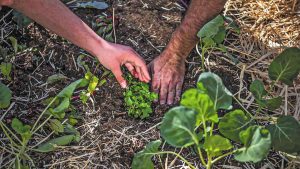 ReSoil: Χρηματοδότηση 4 εκατ. ευρώ για την κλιμάκωση της Aναγεννητικής Γεωργίας