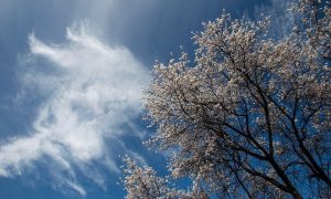 Γενικά αίθριος καιρός με αραιές νεφώσεις και σταθερή θερμοκρασία