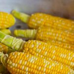 Νέο πρόγραμμα αναγεννητικής καλλιέργειας καλαμποκιού ξεκινά στη Γαλλία