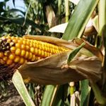 Το καλαμπόκι έκανε παύση στις εξαγωγές  και η χρονιά όμως συνεχίζεται