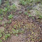 Ζημιές στην ελαιοκαλλιέργεια από χαλαζόπτωση σε περιοχές της Πηνείας