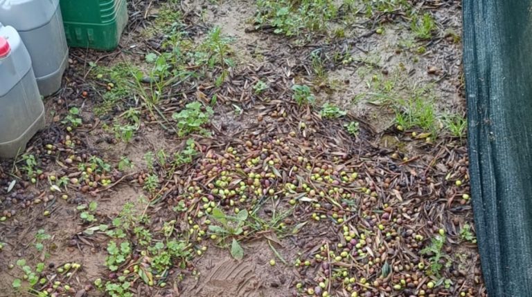 Ζημιές στην ελαιοκαλλιέργεια από χαλαζόπτωση σε περιοχές της Πηνείας