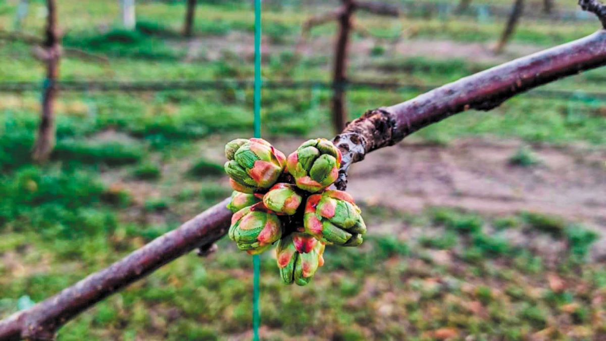 Κεράσι Βόρειου Έβρου: Μηδενικές αποζημιώσεις για... μηδενική παραγωγή