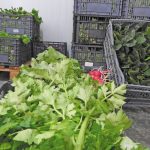 Ανάκαμψη της αγοράς κηπευτικών ενόψει Χριστουγέννων