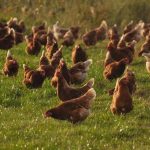 Η Γαλλία ζητά αναβολή της κρίσιμης ψηφοφορίας για τη συμφωνία ΕΕ–Mercosur