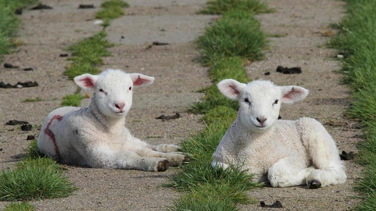 ΥΠΑΑΤ: Στη γραμμή άμυνας κατά της ευλογιάς οι στρατιωτικοί κτηνίατροι