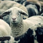 Τεχνική μελέτη πριν τα σχέδια βελτίωσης: Τι προετοιμάζει το ΥπΑΑΤ για την κτηνοτροφία