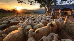 evlogia-aigoprovaton-kamia-chalarosi-sta-metra-vioasfaleias-enopsei-ton-christougennon-299468