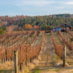Πρώιµο κλάδεµα στο αµπέλι για αποφυγή ευτυπίωσης, κρίσιμη η τήρηση απολυμαντικών μέτρων - Winetrails