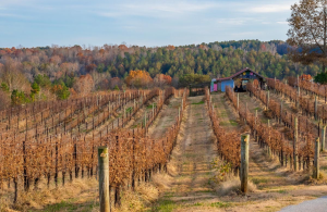 Πρώιµο κλάδεµα στο αµπέλι για αποφυγή ευτυπίωσης, κρίσιμη η τήρηση απολυμαντικών μέτρων - Winetrails