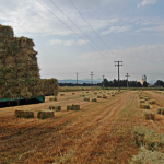 Οικονομική στήριξη της καλλιέργειας μηδικής, λόγω της ευλογιάς