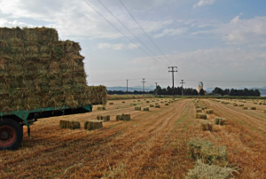 Οικονομική στήριξη της καλλιέργειας μηδικής, λόγω της ευλογιάς