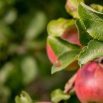 Οδηγίες χειμερινής προστασίας για μηλοειδή