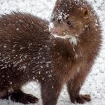 "Τέλος" η εκτροφή γουνοφόρων ζώων από την Πολωνία