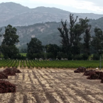 Λεπτή ισορροπία για βιομηχανία οίνου ΗΠΑ οι εκριζώσεις άνω των 400.0000 στρεμμάτων αμπελώνων στην Καλιφόρνια την τελευταία 2ετία