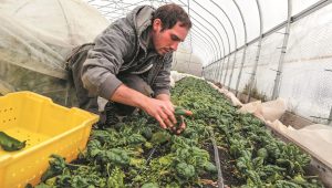 Εβδομάδα πληρωμών για εξόφληση Βασικής, Αναδιανεμητικής και Γεωργών Νεαρής Ηλικίας