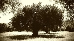 Mercosur: Το ελληνικό δίλημμα σε μια αγορά που αλλάζει κανόνες