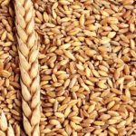 Αναθεώρηση προς τα πάνω για σιτάρι και καλαμπόκι από την ΕΕ – Σταθερή η εικόνα στα σιτηρά