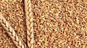 Αναθεώρηση προς τα πάνω για σιτάρι και καλαμπόκι από την ΕΕ – Σταθερή η εικόνα στα σιτηρά