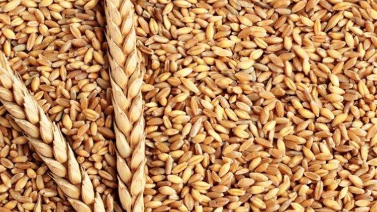 Αναθεώρηση προς τα πάνω για σιτάρι και καλαμπόκι από την ΕΕ – Σταθερή η εικόνα στα σιτηρά