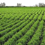 Ψυχανθή: Με αποθέματα και προσδοκίες ξεκινά η νέα σεζόν της φακής