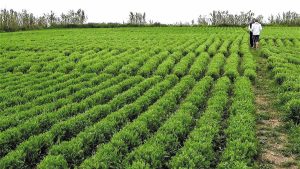 Ψυχανθή: Με αποθέματα και προσδοκίες ξεκινά η νέα σεζόν της φακής