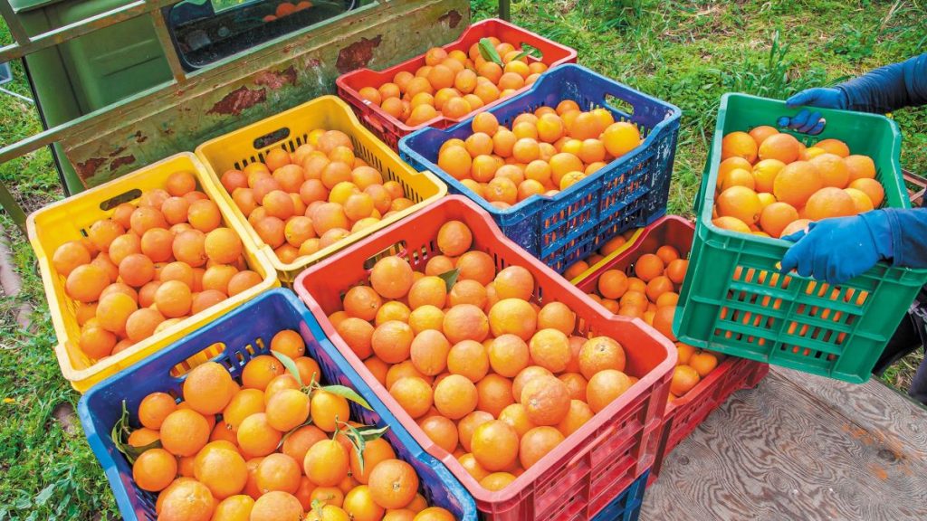 Πορτοκάλι: Πλήρες αδιέξοδο στις συζητήσεις για τον χυμό στην Αργολίδα