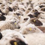 Έως το τέλος της εβδομάδας οι αποζημιώσεις για τις θανατώσεις αιγοπροβάτων