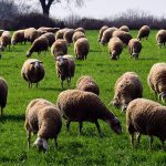 Σύναψη μνημονίου αντιμετώπισης της ευλογιάς των προβάτων