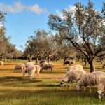 Παρατείνονται έως 31 Δεκεμβρίου τα προληπτικά μέτρα για ευλογιά στην Κρήτη