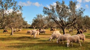 Παρατείνονται έως 31 Δεκεμβρίου τα προληπτικά μέτρα για ευλογιά στην Κρήτη