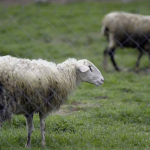 Σε επαγρύπνηση για τον αφθώδη πυρετό οι κτηνοτρόφοι στις Σέρρες