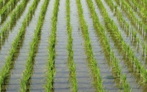 Καμπανάκι συνεταιριστών της Δυτικής Θεσσαλονίκης για πλήγμα στην ρυζοκαλλιέργεια από Mercosur