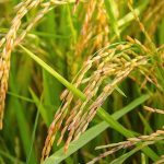 Συμφωνία για το ρύζι ανοίγει τον δρόμο για την εμπορική μεταρρύθμιση της ΕΕ